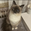 Photo №3. Chat Ragdoll. Allemagne