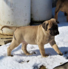 Photo №2 de l'annonce № 110073 de la vente bullmastiff - acheter à USA annonce privée, éleveur