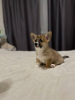 Photo №1. welsh corgi - à vendre en ville de Varsovie | Gratuit | Annonce №35882