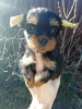 Photos supplémentaires: Chiots Yorkie/Kawaiiork