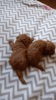 Photo №3. Chiots caniche toy (brun rouge). Nous vendons des mini chiots caniche toy.. Ukraine