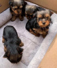 Photo №1. yorkshire terrier - à vendre en ville de Budapest | négocié | Annonce №42525