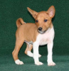 Photo №1. basenji - à vendre en ville de Helsinki | négocié | Annonce №123581