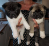 Photo №1. akita (chien) - à vendre en ville de Deutsch-Wagram | négocié | Annonce №82080