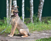 Photo №2 de l'annonce № 72140 de la vente chien bâtard - acheter à Fédération de Russie annonce privée, de l'abri