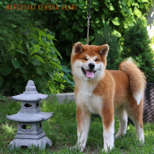 Photo №1. akita (chien) - à vendre en ville de Gomel | 1300€ | Annonce №2837