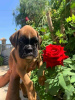 Photo №1. boxer - à vendre en ville de Berlin | 507€ | Annonce №13377