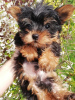 Photo №4. Je vais vendre biewer yorkshire terrier, yorkshire terrier en ville de Vilnius. annonce privée, de la fourrière, éleveur - prix - 400€