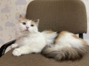 Photos supplémentaires: Le chat tricolore Vanilla cherche un foyer et une famille aimante !