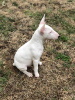 Photo №1. bull terrier - à vendre en ville de Москва | négocié | Annonce №17574