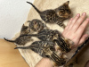 Photos supplémentaires: Magnifiques chatons Bengal Şık Bengal yavru kedileri