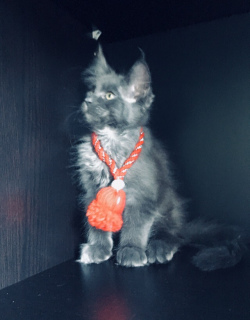 Photo №3. Maine Coon Kitty beauté et intelligent. Fédération de Russie