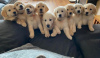 Photo №3. Incroyables portées de chiots Golden Retriever à vendre. Allemagne