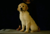 Photo №2 de l'annonce № 13618 de la vente golden retriever - acheter à Fédération de Russie éleveur