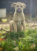 Photos supplémentaires: De merveilleux chiots entre de bonnes mains.