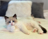 Photo №1. ragdoll - à vendre en ville de Bremerhaven | 300€ | Annonce № 69384