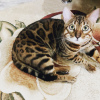 Photo №3. Accouplement de chats du Bengale en Biélorussie. Annonce № 20857