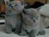 Photo №1. british shorthair - à vendre en ville de Floride | négocié | Annonce № 123100