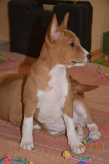 Photos supplémentaires: Chiots Basenji (chien aboyant africain)