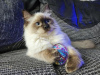 Photo №1. ragdoll - à vendre en ville de Гамбург | 200€ | Annonce № 123670