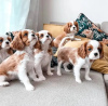 Photo №1. cavalier king charles spaniel - à vendre en ville de Marseille | 500€ | Annonce №11634