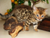 Photos supplémentaires: Chatons du Bengale Bengale, chatterie abyssinienne sunnybunny.by