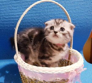 Photo №4. Je vais vendre scottish fold en ville de Minsk. annonce privée - prix - 119€