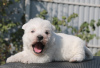 Photos supplémentaires: Chiots West Highland White Terrier filles