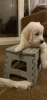 Photo №1. golden retriever - à vendre en ville de Toropets | 450€ | Annonce №119888