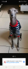 Photo №1. petit chien russe - à vendre en ville de Iserlohn | négocié | Annonce № 47077