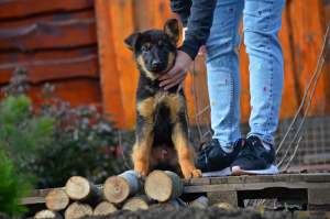 Photo №2 de l'annonce № 4678 de la vente berger allemand - acheter à Ukraine éleveur