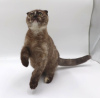 Photo №1. scottish fold - à vendre en ville de Lommel | Gratuit | Annonce № 127679