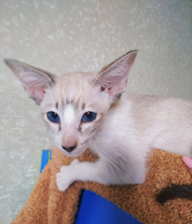 Photo №2 de l'annonce № 6286 de la vente chat de seychelles - acheter à Fédération de Russie de la fourrière
