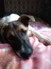 Photo №2 de l'annonce № 8081 de la vente chien bâtard - acheter à Fédération de Russie annonce privée