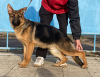 Photo №3. Chiots Berger Allemand FCI. La Moldavie