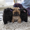 Photos supplémentaires: Chiots mâles Chow Chow à vendre !