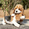 Photo №1. beagle - à vendre en ville de Штутгарт | 331€ | Annonce №117635