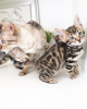 Photo №3. De jolis chatons Bengal vaccinés à adopter maintenant. Allemagne