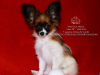 Photo №1. papillon - à vendre en ville de Saratov | négocié | Annonce №39355