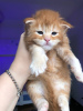 Photo №1. maine coon - à vendre en ville de Штутгарт | 400€ | Annonce № 121759