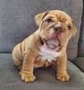 Photo №1. bulldog anglais - à vendre en ville de Los Angeles | 568€ | Annonce №86765