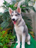 Photo №1. husky de sibérie - à vendre en ville de Helsinki | 568€ | Annonce №51130