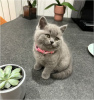 Photo №1. british shorthair - à vendre en ville de Штутгарт | 450€ | Annonce № 104147