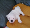 Photo №1. bulldog anglais - à vendre en ville de Пардубице | 284€ | Annonce №78004