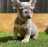 Photo №1. bouledogue - à vendre en ville de Гамбург | négocié | Annonce №116683