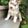 Photo №2 de l'annonce № 109167 de la vente husky de sibérie - acheter à Allemagne annonce privée