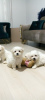 Photo №1. bichon maltais - à vendre en ville de Paris | Gratuit | Annonce №40424