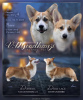 Photo №1. welsh corgi - à vendre en ville de Glendale | 3502€ | Annonce №86365