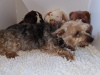 Photo №3. Beaux chiots Yorkshire Terrier Pedigree. France