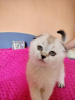 Photo №1. scottish fold - à vendre en ville de Линденфельс | 500€ | Annonce № 52691